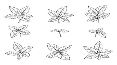 Bitkisel bitki çiziminin nane yaprağı çizimi