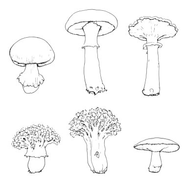 Shiitake Mantar Hattı Sanat Zarif Organik Doğa Sanatı