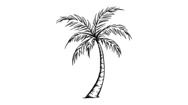 Palmiye ağacı silueti. siyah ve beyaz vektör çizimi.