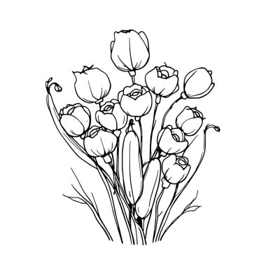 Beyaz arka planda el çizimi laleler