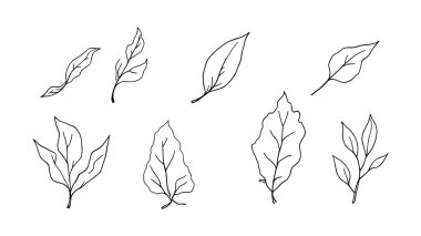 Yaprak seti. Vektör çizimi. Beyaz arkaplanda el çizimi yapraklar.