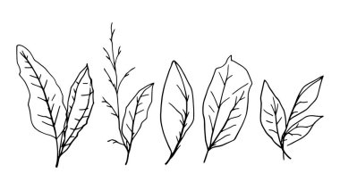 Yaprakların vektör çizimi. beyaz arkaplanda izole