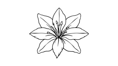 Zambak çiçek simgesi resmi