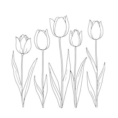Beyaz arka planda izole edilmiş lale çiçeği vektör kümesi. El çizimi çizimi çizimi.