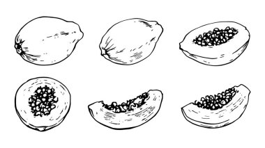 çizim el çizimi vektör meyve kümesi.