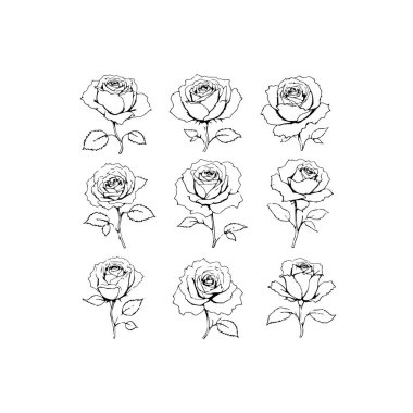 Gül seti. El çizimi. vektör