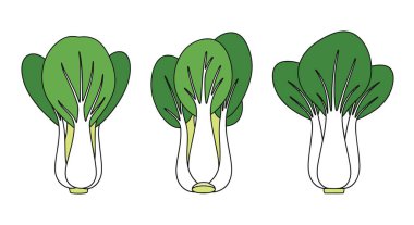 Bok Choy Çizgisi Sanat Renk Moda Tasarımı