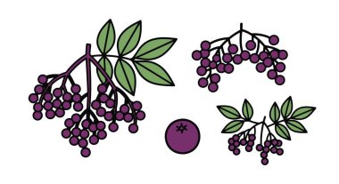 Mürver Çizgisi Sanat Renk Moda Tasarımı