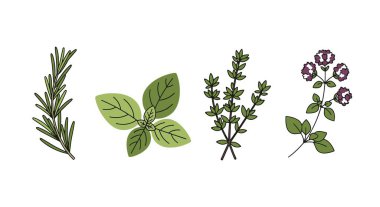 Çeşitli baharatların vektör kümesi