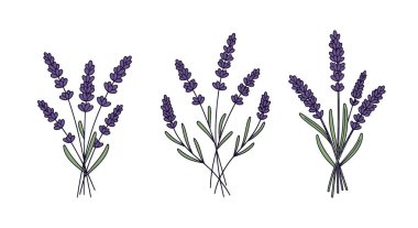 Lavanta Çizgisi Sanat Rengi Düz Tasarım