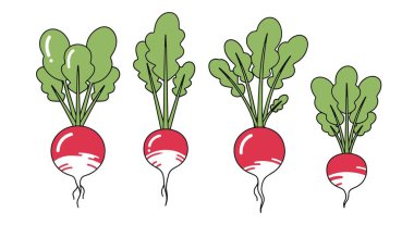 Beyaz arkaplanda izole edilmiş kırmızı turp kümesi.