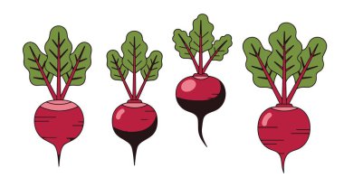 Turp sebze vektör çizim