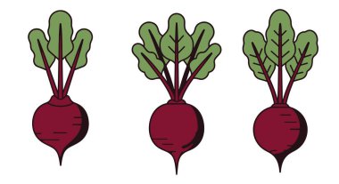 Pancar. Düz renk çizimi. Taze pancar. vektör illüstrasyonu.