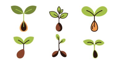 Çekirdek Çizgisi Sanat Rengi Düz Tasarım