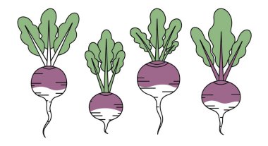 turp vektör simgesi. beyaz arkaplan turpunda izole edilmiş çizgi film vektör simgesi.