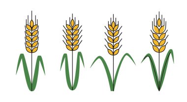 Buğday Çizgisi Grafiği