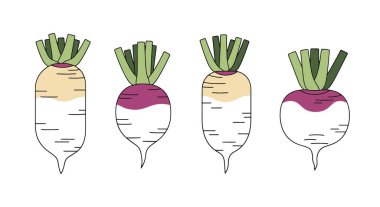 Beyaz Turp Çizgisi renk vektörü temiz tasarım