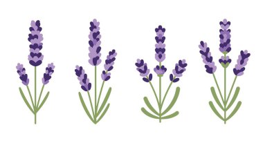 Lavanta Bitkisi Hattı Temiz yaratıcı ton vektörü