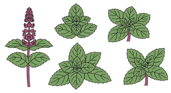 Naneli Bitki Çizgisi sanat yaratıcı kalın ton vektörü