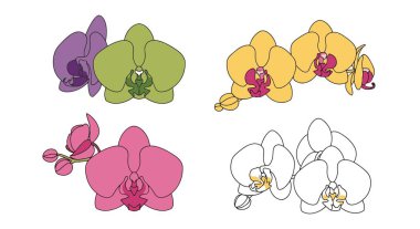 Orkide Çizgisi Sanatı Modern parlak renk çizimi