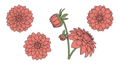 Dahlia Çizgisi Sanatı En az zarif renk çizimi