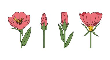 İyi akşamlar Primrose yaratıcı ton rengi çizimi