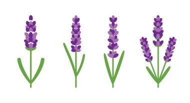 Lavanta Süslemesi soyut modern sanat vektörü