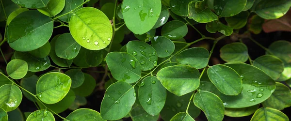 Arka planda su damlası olan yeşil bir yaprak. Bir damla suyla birlikte güzel bir yaprak. Afiş arkaplanı. Tasarımınız için alanı kopyalayın.