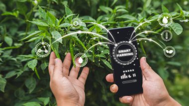 Modern tarım kavramı. Mart çiftlik kavramı. İnsan eli, teknoloji ile bitki hastalıklarını analiz etmek için akıllı telefon kullanır..