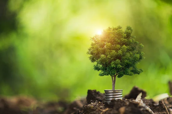 Tree in a light bulb in soil with natural bokeh background. Environment and energy resources concept.