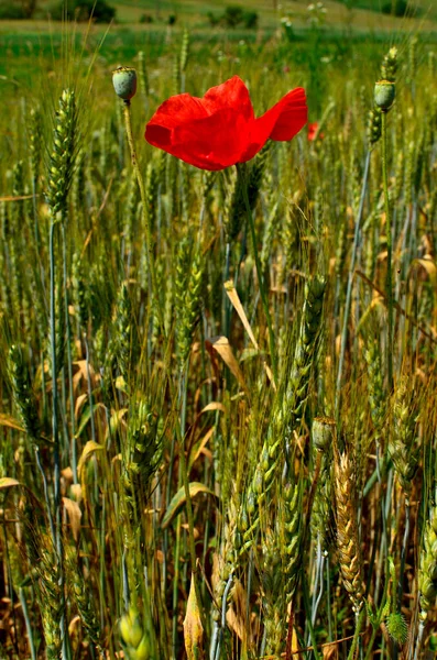 Vörös Mák Virág Között Búzamező Ősszel Vidéki Erdélyben — Stock Fotó