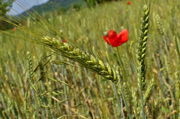 Закрыть Пшеничное Ухо Пшеничным Полем Красным Маком Заднем Плане Сельской — стоковое фото