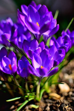 Transilvanya 'da güneşli bir günde ilkbaharın ilk işareti olarak mor çiçekler.