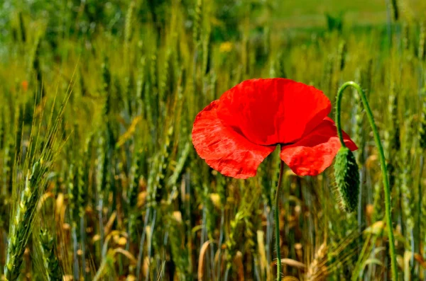 One Red Poppy Flower Golden Wheat Field Summer Countryside Transylvania — Stock Fotó