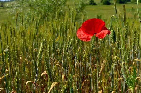 One Red Poppy Flower Golden Wheat Field Summer Countryside Transylvania — Stock Fotó