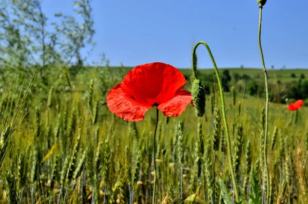 One Red Poppy Flower Golden Wheat Field Summer Countryside Transylvania — Stock Fotó