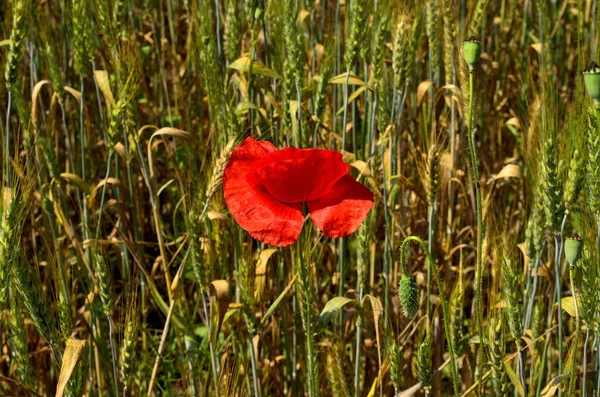 One Red Poppy Flower Golden Wheat Field Summer Countryside Transylvania — Stock Fotó