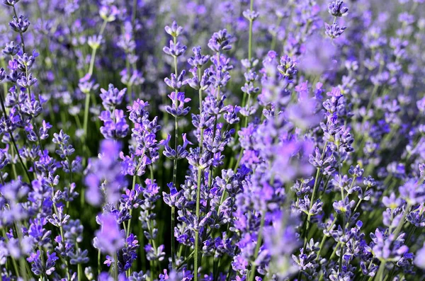 Close Flores Lavanda Roxa Campo Lavanda Durante Verão Campo Transilvânia — Fotografia de Stock