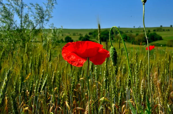 Red Poppy Flowers Golden Wheat Field Autumn Countryside Transylvania — Stock Fotó