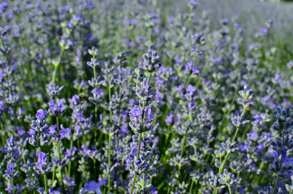 Primer Plano Las Flores Lavanda Púrpura Campo Lavanda Durante Verano —  Fotos de Stock