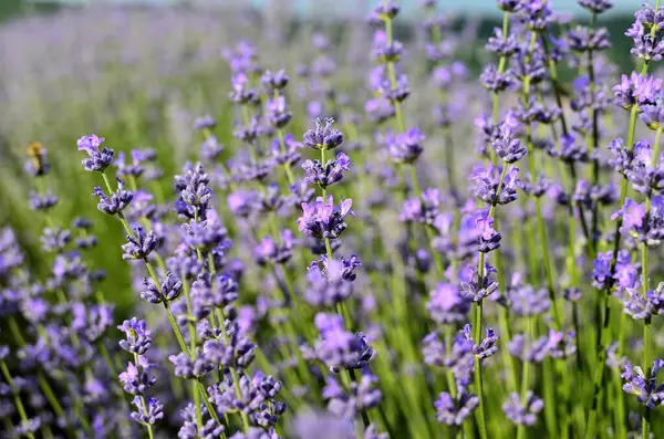 Primer Plano Las Flores Lavanda Púrpura Campo Lavanda Durante Verano —  Fotos de Stock