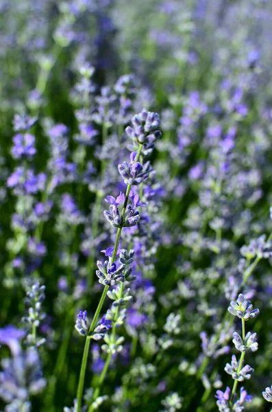 Закрытие Фиолетового Цветка Лаванды Лавандовом Поле Летом Сельской Местности Трансильвании — стоковое фото