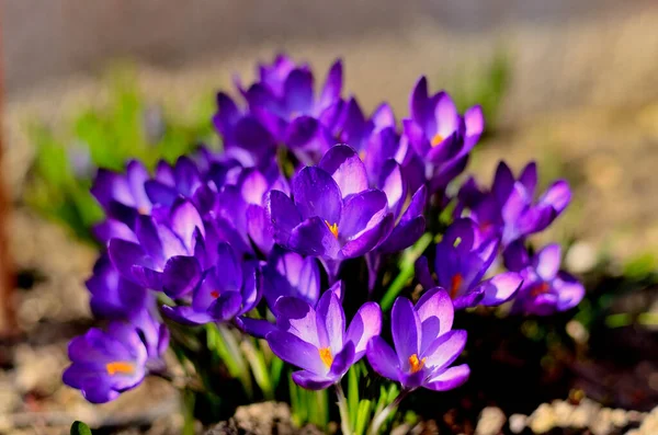 Lila Blumen Als Erstes Frühlingszeichen Einem Sonnigen Tag Siebenbürgen — Stockfoto