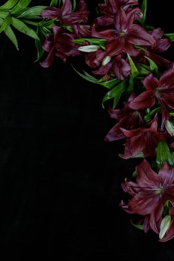 Kırmızı zambak çiçekli koyu renk bir arka plan. Metin için kopyalama alanı olan minimalist çiçek çerçevesi.