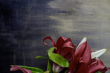 Koyu gri grunge üzerinde kırmızı zambak çiçekleri fotokopi alanı ile boyanmış. Cenaze veya kart için sanatsal çiçek sınırı.