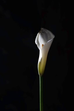 Siyah arka planda minimalist beyaz zambak çiçeği. Dikey zarif çiçek kompozisyonu.