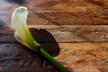 Beyaz zambak çiçeği, sert güneş ışığının gölgesi altında, kırsal kahverengi ahşap masada uzanıyor..