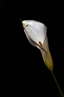 Karanlıkta beyaz zambak yapraklarını kapayın. Huysuz dramatik çiçek sanat fotoğrafçılığı.