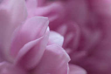 Yumuşak pembe kasımpatı çiçek yapraklarının soyut makro arka planı. Yumuşak çiçek dokusu Yumuşak Değişim eğilimine uyuyor.