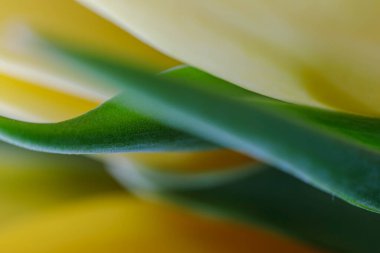 Sarı lale çiçeği yaprakları ve yeşil yaprakların makro dokusu. Taze bahar çiçekleri yakın plan.